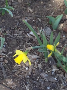 Daffodil planted after the first freeze.